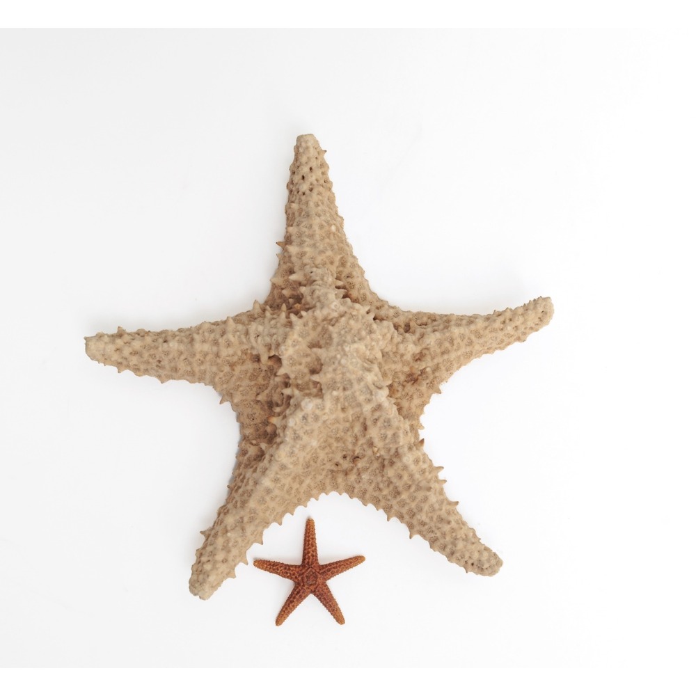 Vintage Dried Starfish Set of 2 Coastal Beach Decor